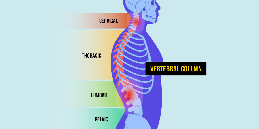 Vertebral Column